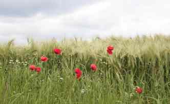 Mohn!