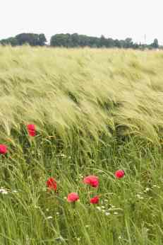Mohn!