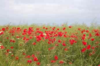 Mohn!