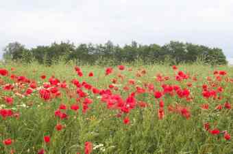 Mohn!