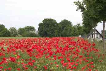 Mohn!